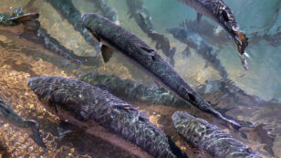 Thousands of Farmed Atlantic Salmon Escape Into Pacific Ocean