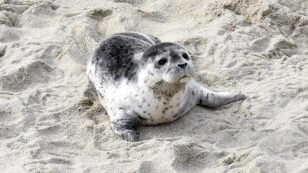 Baby Seal Euthanized After Woman Stuffs Him in Her Shopping Bag