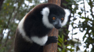 Lemurs Are the World’s Most Endangered Mammals, but Planting Trees Can Help Save Them