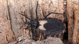 Deadly Kissing Bug Spreads to Delaware, CDC Confirms