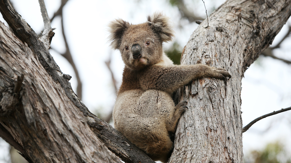 First Koalas Rescued From Bushfires Returned to the Wild