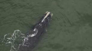 Two Critically Endangered North Atlantic Right Whale Calves Are Spotted Off U.S. Coast