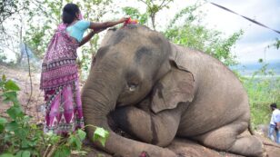 18 Endangered Elephants Found Dead in Indian Forest Preserve