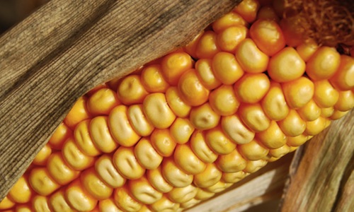 Brazil Won’t Buy U.S. GMO Corn, Highlights Worldwide Divide Over GMOs