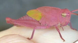 Rare Candy-Pink Grasshopper Discovered By 3-Year-Old In Texas