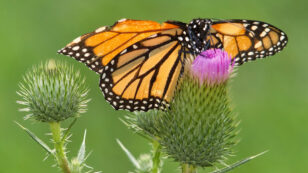 Groundbreaking ‘Airbnb for Butterflies’ Now Open for Business, Donations