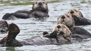 Sea Otters, Alligators and Other Major Predators Are Reclaiming Historic Niches, Study Finds