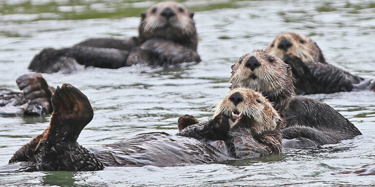Sea Otters, Alligators and Other Major Predators Are Reclaiming ...