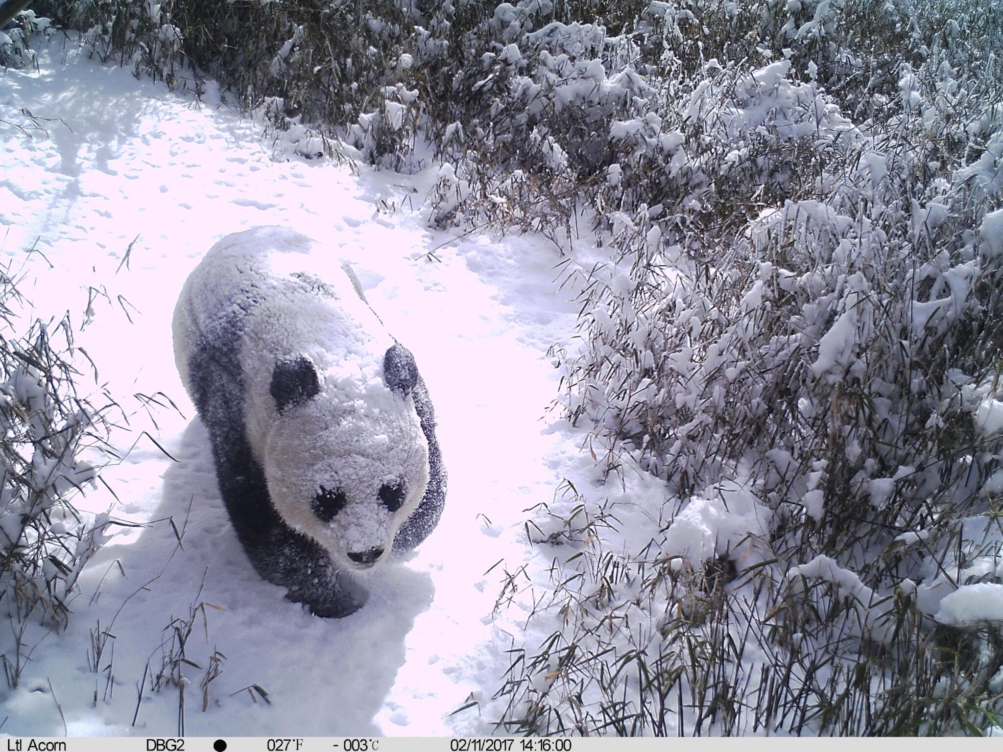 A panda in China's Wolong Nature Reserve.