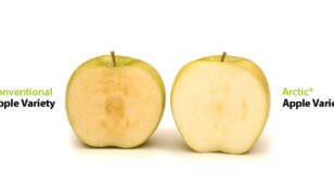 Third GMO Arctic Apple Gets USDA Approval