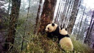 Genetic Health of Panda Population Improves in Less-Than Perfect Habitat, Study Finds
