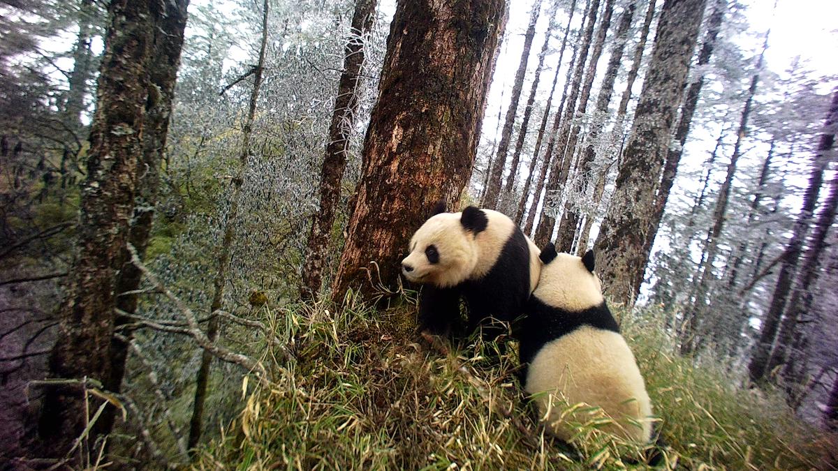 Genetic Health of Panda Population Improves in Less-Than Perfect Habitat,  Study Finds - EcoWatch