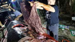 Whale Dies After Swallowing 88 Pounds of Plastic Bags