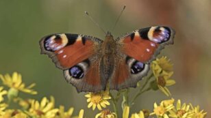 Butterfly Count in UK Is Lowest on Record