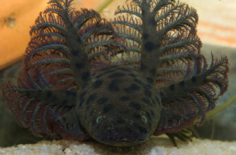 Swampy Thing: The Giant New Salamander Species Discovered in Florida and Alabama