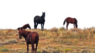111 Wild Horses Die in Drought-Ridden Navajo Nation