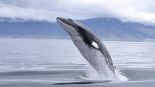 Iceland Ends Its Minke Whale Hunt