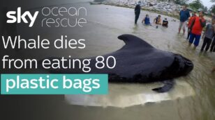Whale’s Tragic Death by Plastic Bags a Reminder of a Global Crisis