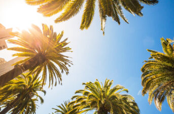 Will Climate Change Make Your Hometown Full of Palm Trees?