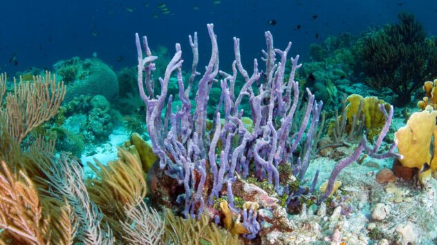 Reducing Our Emissions Is the ‘Only Hope’ for Coral Reefs, Study Warns