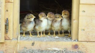 Trump’s Post Office Chaos Leads to Deaths of Thousands of Chicks Shipped to Maine Farmers