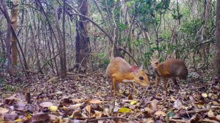 One of ’25 Most Wanted’ Species Rediscovered in Remote Vietnam