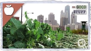 Urban Farming Key in Fight Against Hunger and Climate Change