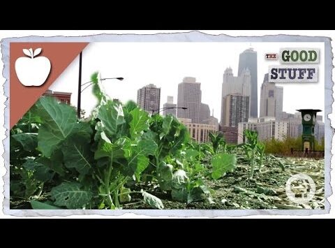 Urban Farming Key in Fight Against Hunger and Climate Change