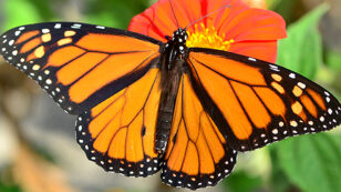 Monarch Populations Plummet: 27% Decrease From Last Year