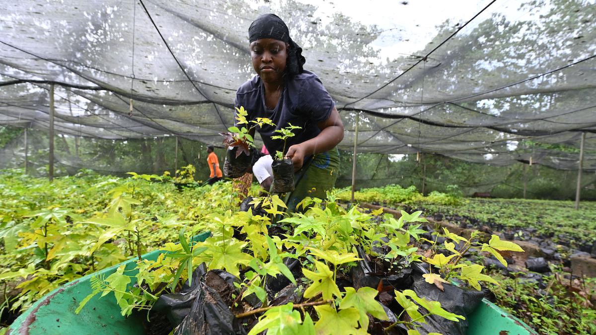 <wbr />A woman prepares cuttings for reforestation.