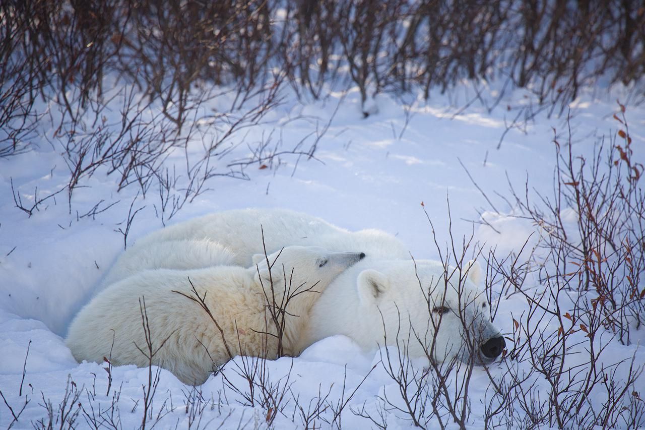 polar bear with cub 