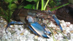 Antidepressants in the Water Change Crayfish Behavior