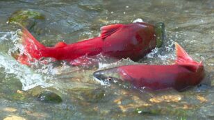 23 California Salmon Species Likely to Go Extinct Within 100 Years