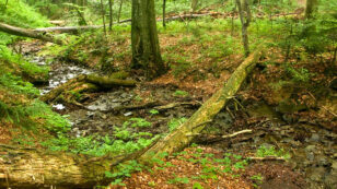 Two Studies Reveal Amazing Resilience of Older Forests