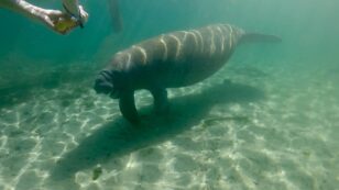 Climate Crisis and Negligent Policymakers Blamed for ‘Record Sickening Levels’ of Manatee Deaths in Florida