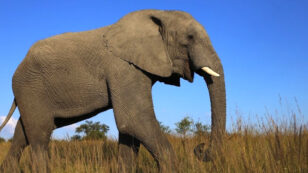Trump Will Now Consider Elephant Trophy Imports on ‘Case-By-Case Basis’