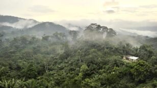 New African Rainforest Map Shows Which Areas Are Most Vulnerable to Climate Crisis