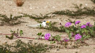 Illegal Drone in Wetlands Forces Adult Terns to Abandon 2,000 Eggs