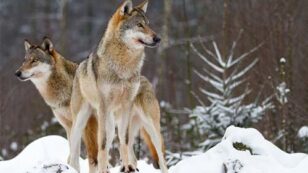 Oppose Welfare Ranching, Not Wolves