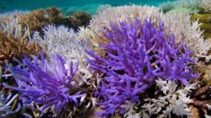Corals Turn Bright Neon in Last-Ditch Effort to Survive