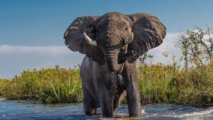 Bacteria in Botswana’s Water Is Likely Cause of Mass Elephant Deaths