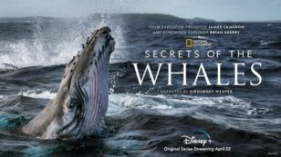 National Geographic Earth Day Series Provides a Rare Glimpse Into Whale Culture