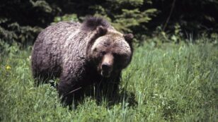 Bear Attack Kills Outdoor Guide Near Yellowstone