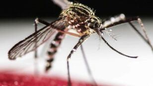 Climate Change to Widen Range of Disease-Carrying Mosquitoes