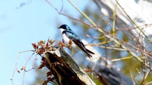 Climate Change Cues Tree Swallows to Nest Too Early in the Spring