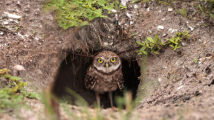 Florida Town Will Pay Residents to Help Burrowing Owls Find a Home