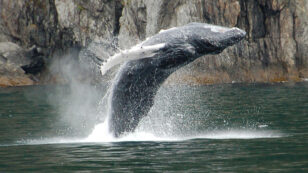 Humpback Whales Winter in Antarctica, So Why Did One Wash Up Dead in Brazil?