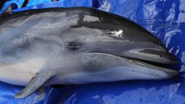 New Strain of Deadly Marine Mammal Virus Identified in Stranded Maui Dolphin
