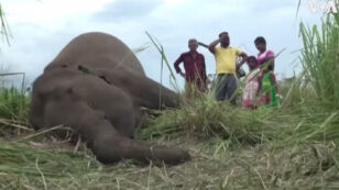 7 Elephants Dead of Suspected Poisoning in Sri Lanka