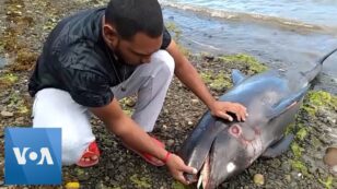 17 Dead Dolphins Wash Ashore in Mauritius Near Oil Spill
